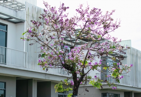 BẰNG LĂNG TÍM NÉP MÌNH BÊN KHUNG CỬA